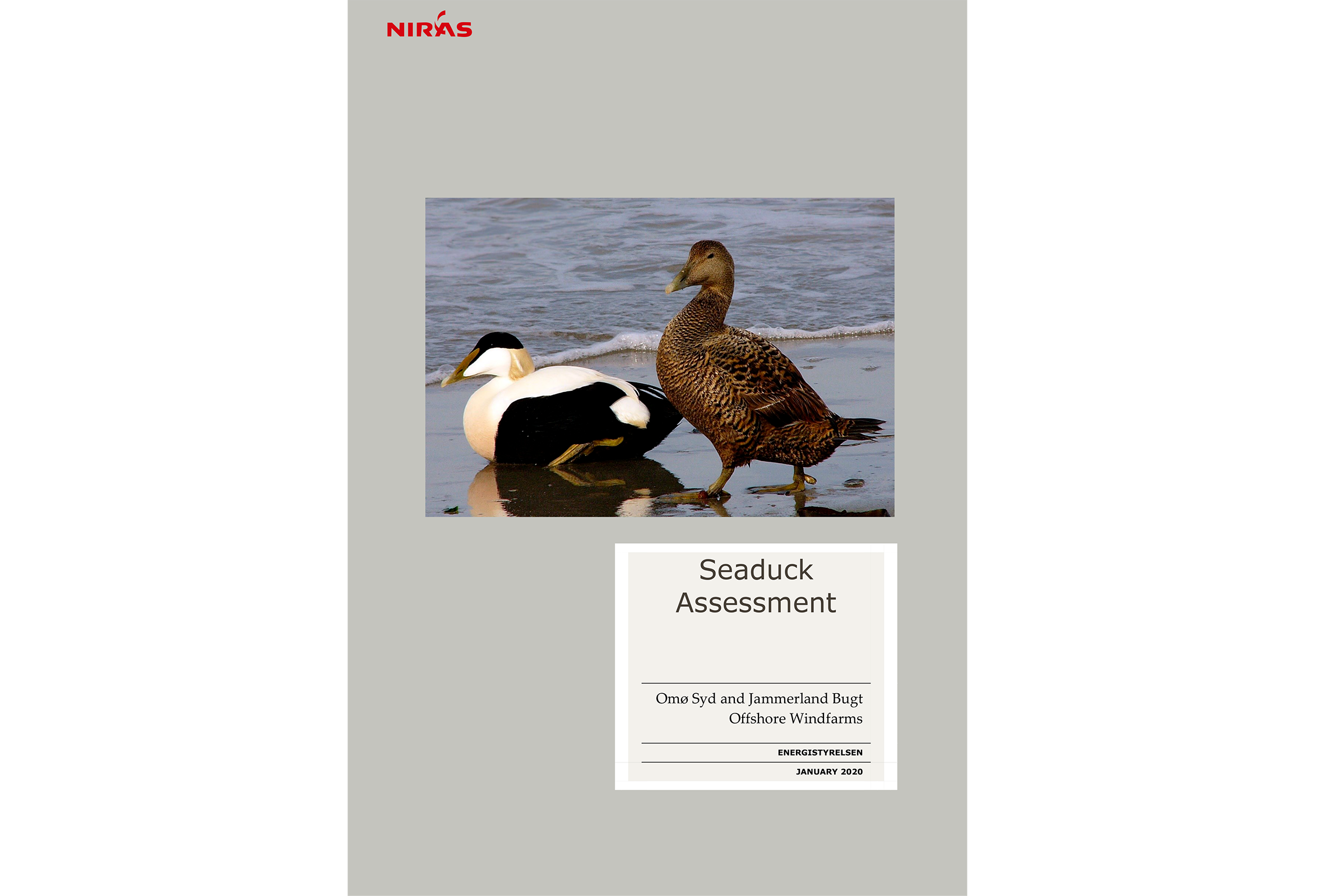 Ny rapport om fuglepåvirkning i Jammerland Bugt og Omø Syd projekter