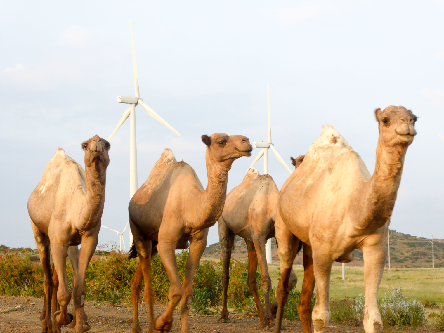 Sharing Danish and international experiences to secure successful IPP wind tenders in Ethiopia 